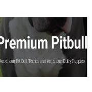 Premium Pit Bull